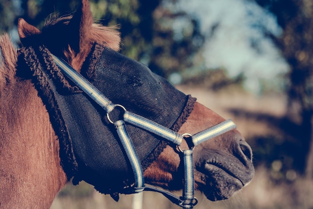 Close-up van paard met masker