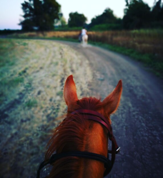 Foto close-up van paard op het veld tegen de lucht