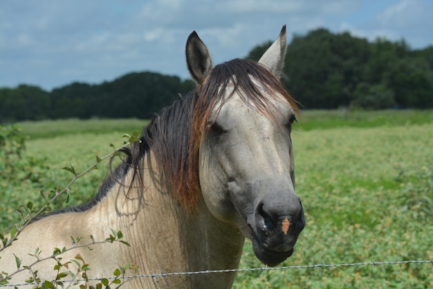 Close-up van paard op het veld tegen de lucht