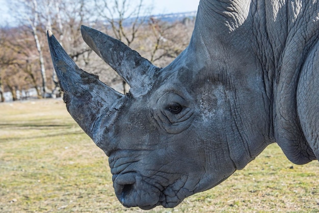 Foto close-up van paard op het veld.