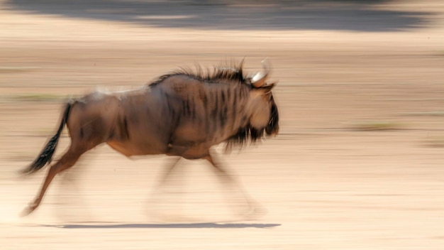 Foto close-up van paard op het veld