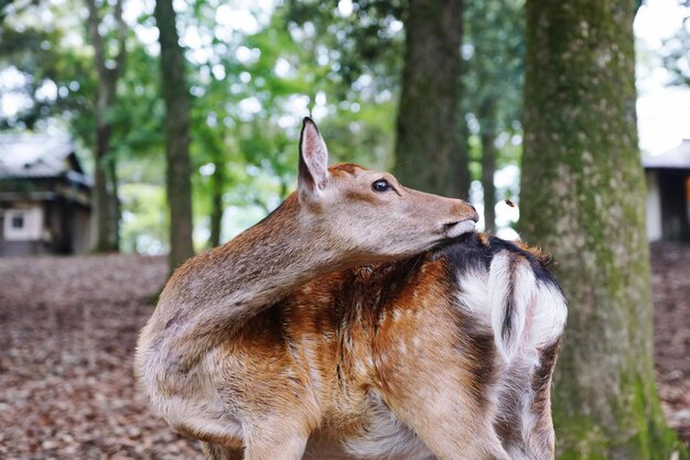 Close-up van paard op het veld