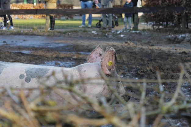 Foto close-up van paard op het veld