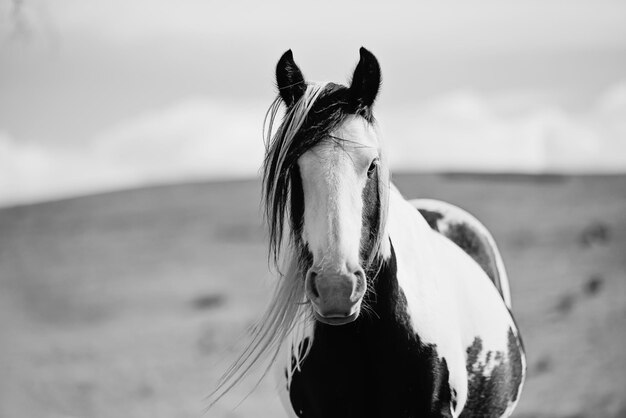 Foto close-up van paard op het veld