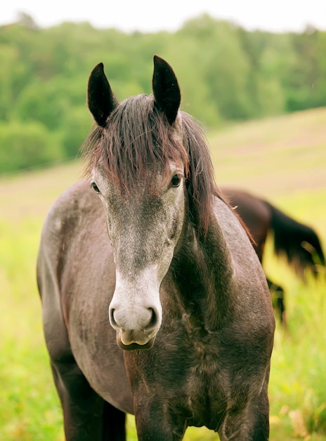 Close-up van paard op het veld
