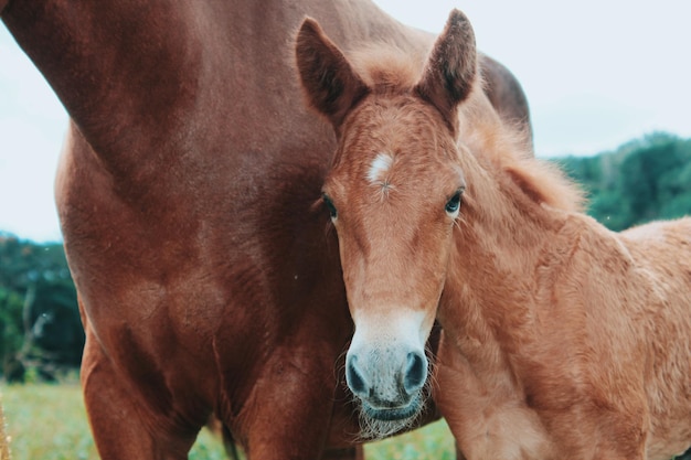 Close-up van paard op veld