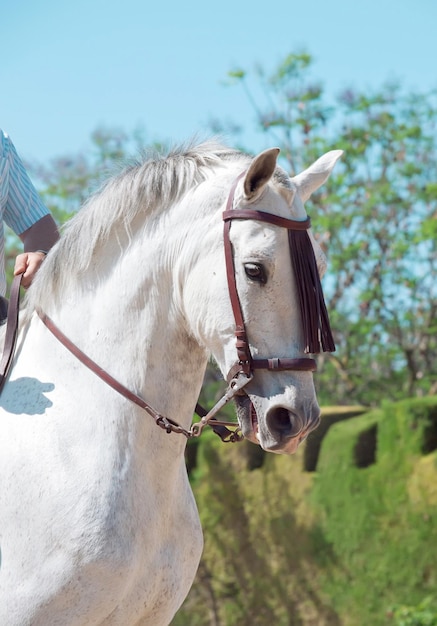 Foto close-up van paard tegen de lucht