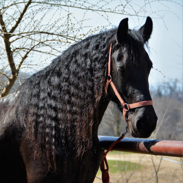 Foto close-up van paard tegen de lucht