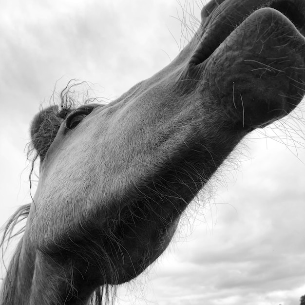 Foto close-up van paard tegen de lucht