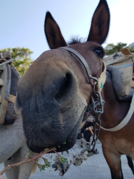 Foto close-up van paard tegen de lucht