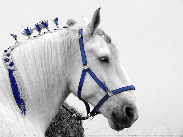 Foto close-up van paard