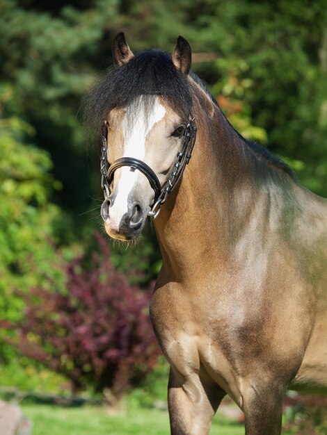 Foto close-up van paard