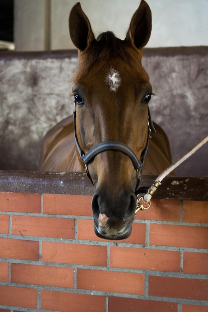 Foto close-up van paard