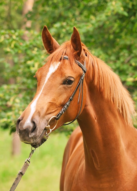 Close-up van paard