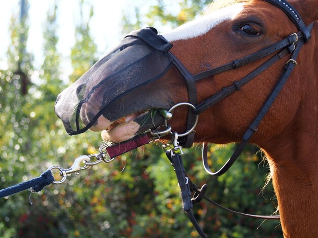 Foto close-up van paard