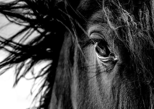 Foto close-up van paard