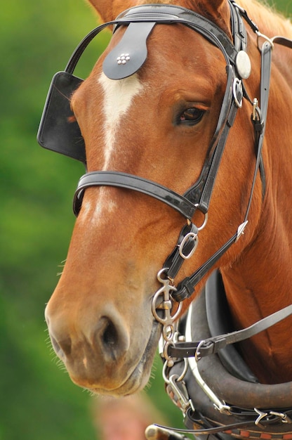 Foto close-up van paard