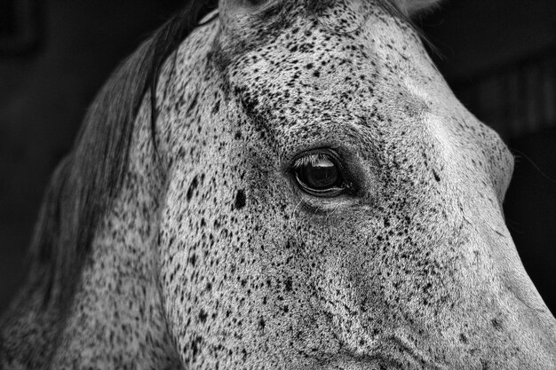 Foto close-up van paard