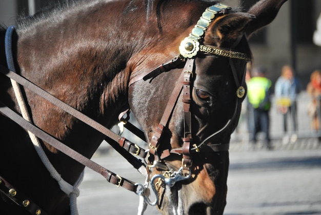 Close-up van paard