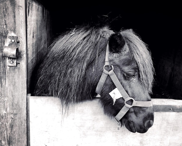 Foto close-up van paard