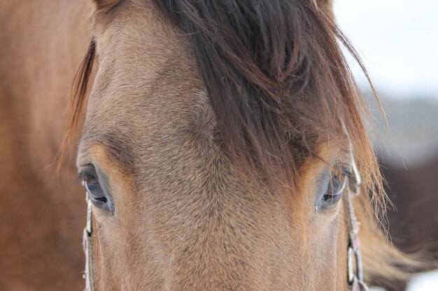 Foto close-up van paard