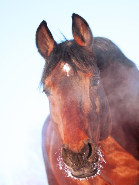 Foto close-up van paard