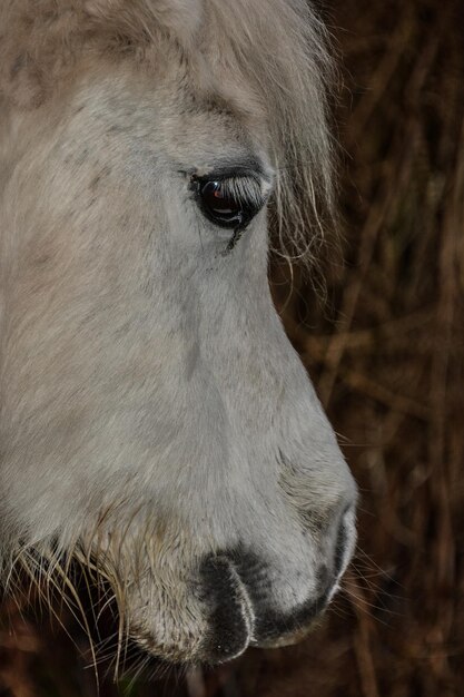 Foto close-up van paard