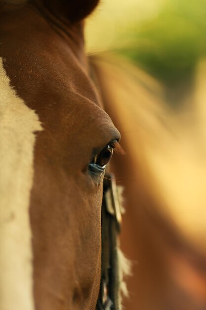 Foto close-up van paard