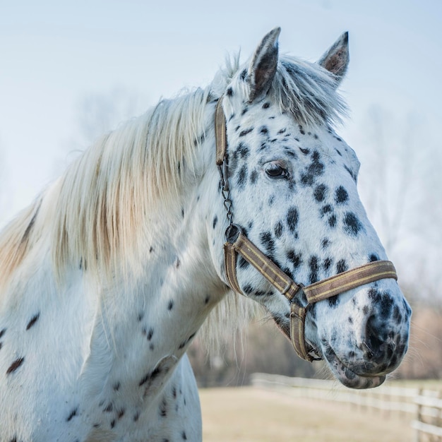 Close-up van paard