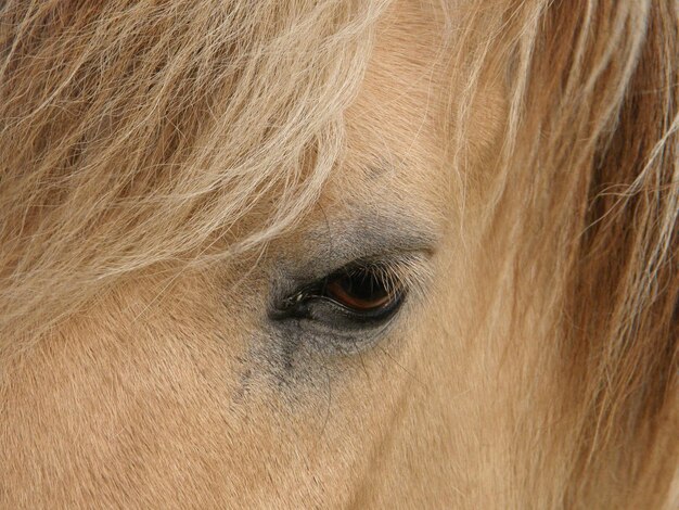 Foto close-up van paard