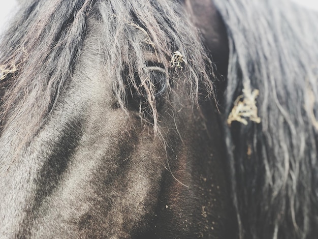 Foto close-up van paard