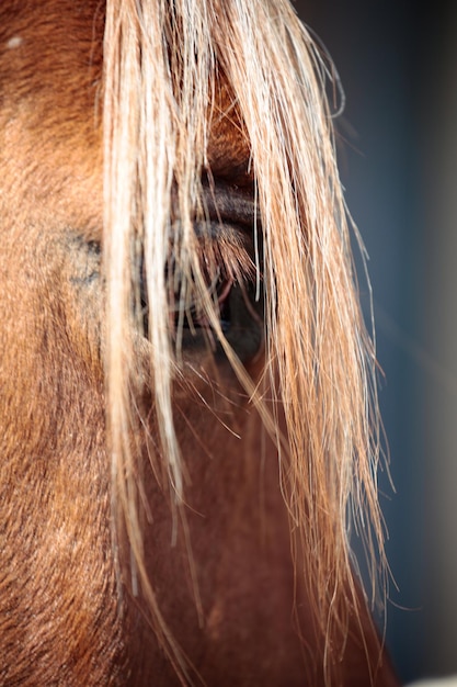 Foto close-up van paard