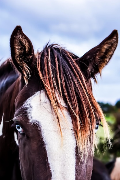 Foto close-up van paard