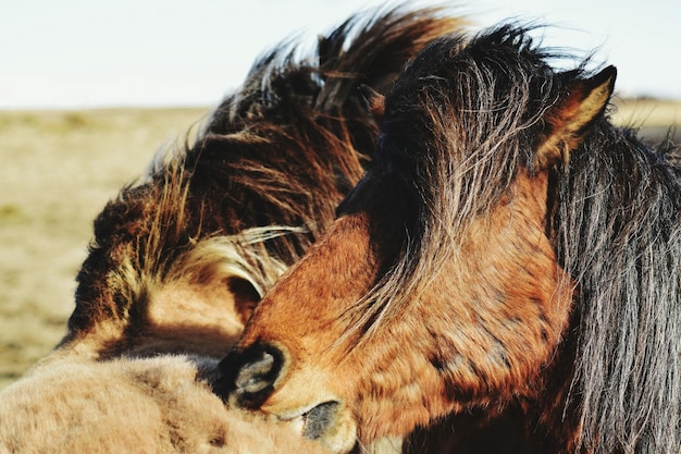 Foto close-up van paard