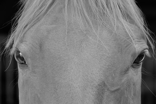 Foto close-up van paard