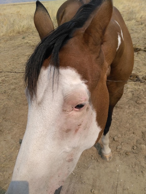 Foto close-up van paard