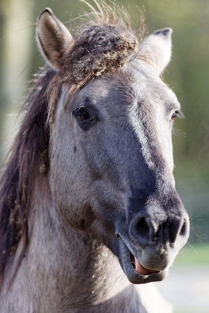 Foto close-up van paard