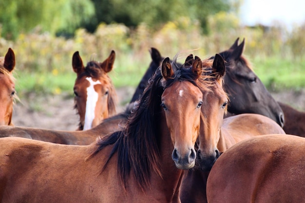 Foto close-up van paarden