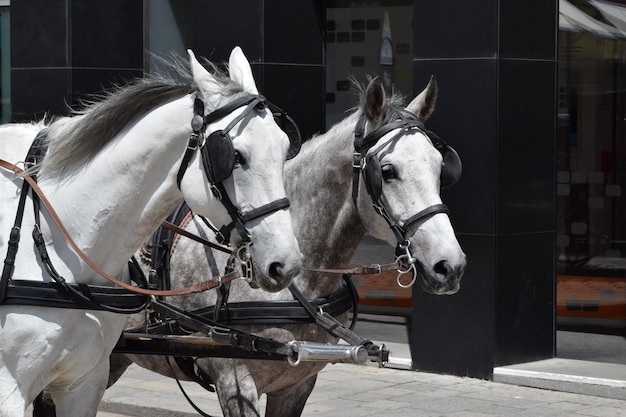 Close-up van paarden