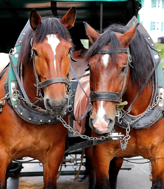 Foto close-up van paarden