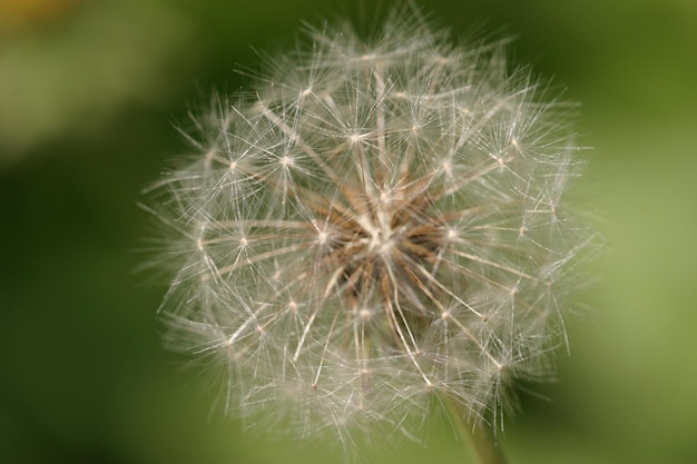 Close-up van paardenbloem op de plant