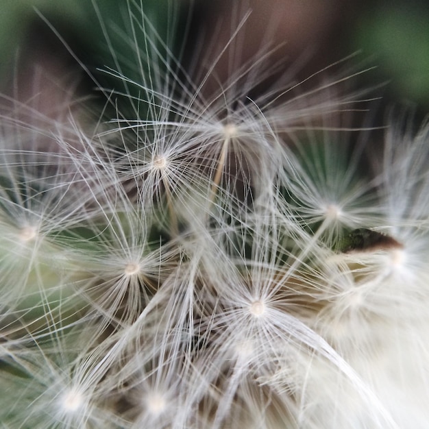 Foto close-up van paardenbloem op de plant