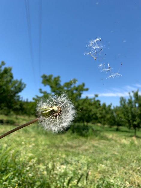 Foto close-up van paardenbloem op het veld tegen de lucht