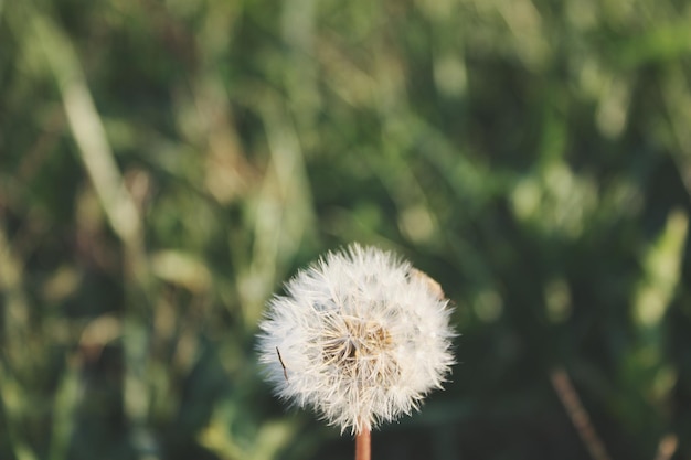 Close-up van paardenbloem op het veld