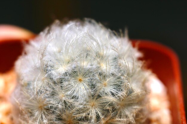 Foto close-up van paardenbloem tegen een wazige achtergrond