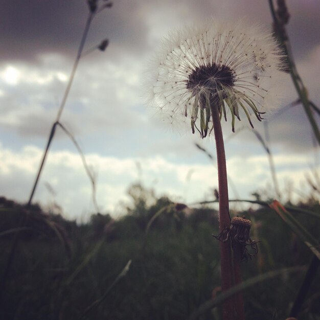 Foto close-up van paardenbloem tegen een wazige achtergrond