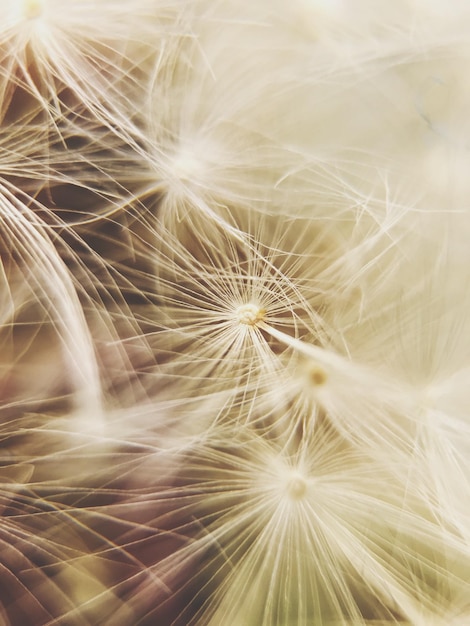 Foto close-up van paardenbloem