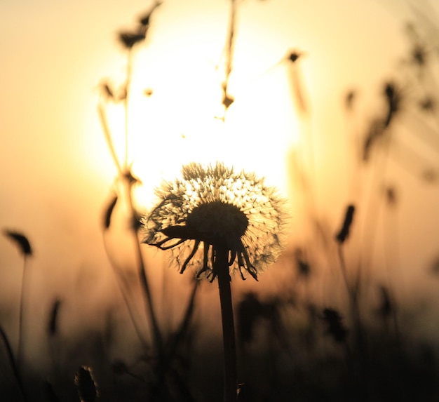 Close-up van paardenbloem