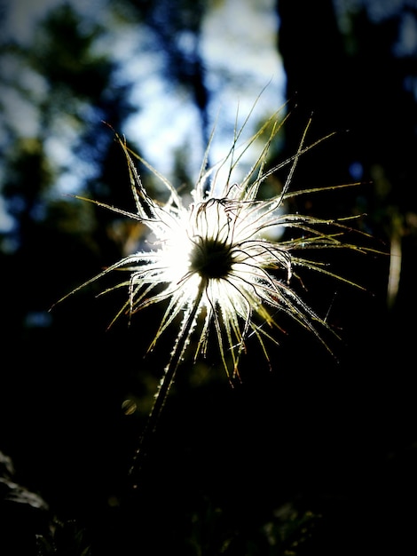 Foto close-up van paardenbloem