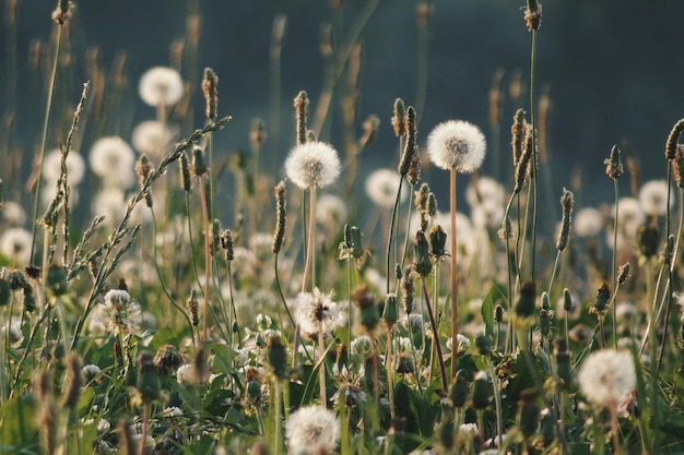 Close-up van paardenbloemen die op het veld groeien